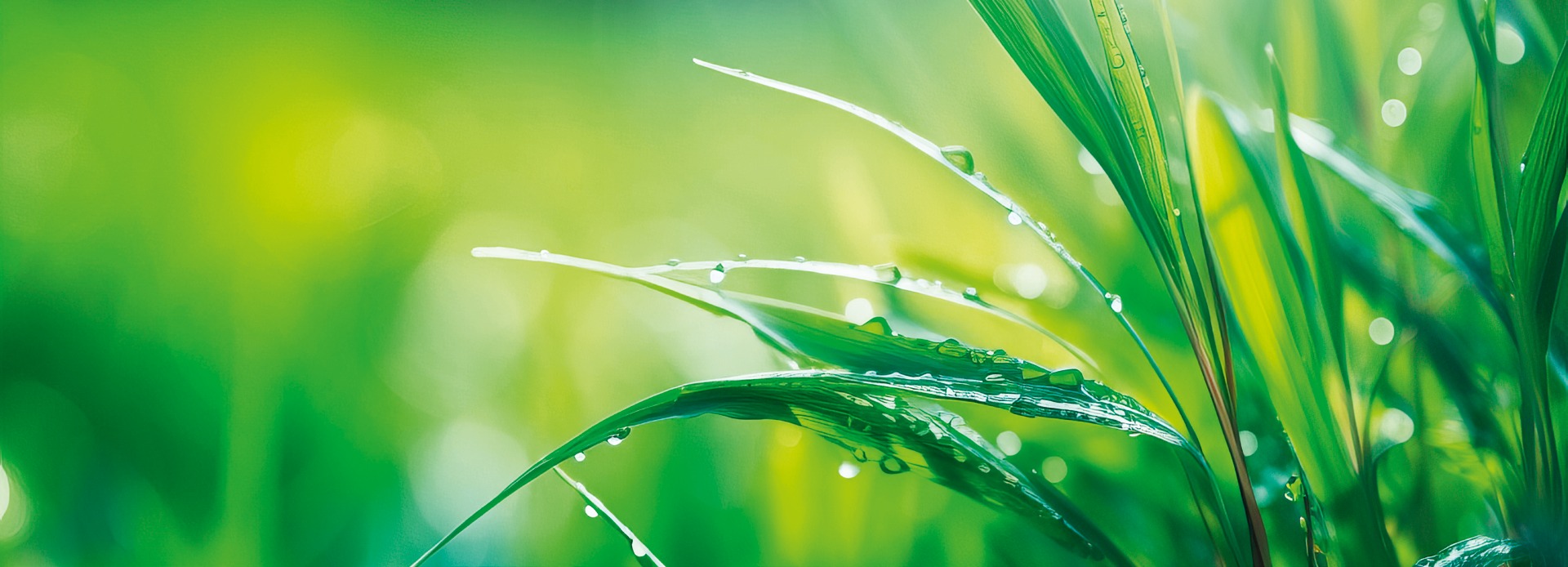 Grüne Gräser mit Wassertropfen – PICOS Green Line